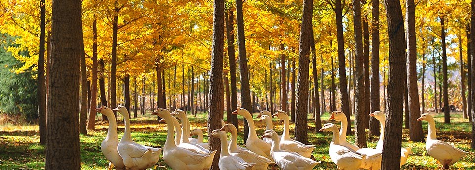 金黄色的画卷中，一群鸭子享受着属于它们的阳光……